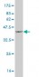 TNFSF18 Antibody (monoclonal) (M01)