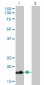 TNNC1 Antibody (monoclonal) (M01)