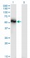 TNS4 Antibody (monoclonal) (M01)