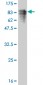 TOE1 Antibody (monoclonal) (M02)