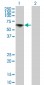 TOE1 Antibody (monoclonal) (M02)