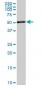 TOE1 Antibody (monoclonal) (M03)