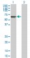 TOE1 Antibody (monoclonal) (M03)