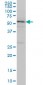 TOM1 Antibody (monoclonal) (M01)