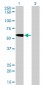 TOM1 Antibody (monoclonal) (M01)