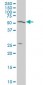 TOM1 Antibody (monoclonal) (M06)