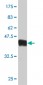 TOMM20 Antibody (monoclonal) (M01)