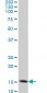 TOMM20 Antibody (monoclonal) (M01)