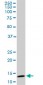 TOMM20 Antibody (monoclonal) (M01)