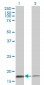 TOMM20 Antibody (monoclonal) (M01)