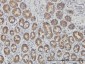 TOMM20 Antibody (monoclonal) (M01)