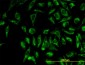 TOMM20 Antibody (monoclonal) (M01)