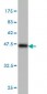 TOMM22 Antibody (monoclonal) (M01)