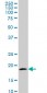 TOMM22 Antibody (monoclonal) (M01)