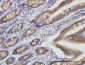 TOMM22 Antibody (monoclonal) (M01)