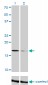 TOMM22 Antibody (monoclonal) (M01)