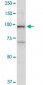 TOP1 Antibody (monoclonal) (M01)