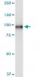 TOP1 Antibody (monoclonal) (M01)