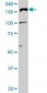 TOP2A Antibody (monoclonal) (M01)