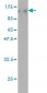 TOP3B Antibody (monoclonal) (M01)