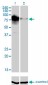 TOP3B Antibody (monoclonal) (M01)