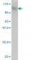 TOP3B Antibody (monoclonal) (M05)