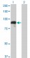 TOP3B Antibody (monoclonal) (M05)