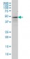 TP53 Antibody (monoclonal) (M01)