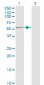 TP53 Antibody (monoclonal) (M01)