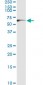 TP53 Antibody (monoclonal) (M01)