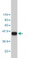 TP53RK Antibody (monoclonal) (M02)