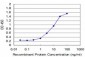 TP53RK Antibody (monoclonal) (M06)