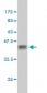 TP73L Antibody (monoclonal) (M01)