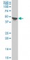 TPBG Antibody (monoclonal) (M09)