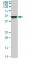 TPBG Antibody (monoclonal) (M09)