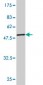 TPI1 Antibody (monoclonal) (M01)