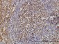TPMT Antibody (monoclonal) (M01)