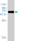 TPMT Antibody (monoclonal) (M01)