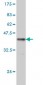 TPP1 Antibody (monoclonal) (M01)