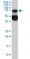 TPP1 Antibody (monoclonal) (M01)