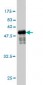 TPSAB1 Antibody (monoclonal) (M01)