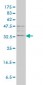 TPSAB1 Antibody (monoclonal) (M01)