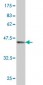 TPT1 Antibody (monoclonal) (M01)