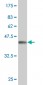 TPT1 Antibody (monoclonal) (M03)