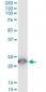 TPT1 Antibody (monoclonal) (M03)