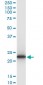 TPT1 Antibody (monoclonal) (M03)