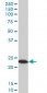 TPT1 Antibody (monoclonal) (M03)