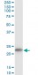 TPT1 Antibody (monoclonal) (M03)