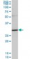 TRADD Antibody (monoclonal) (M01)