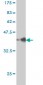 TRAF3IP2 Antibody (monoclonal) (M01)